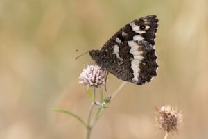 Gatunek Brintesia_circe - Motylarnia Władysławowo