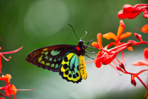 Gatunek Cairns_birdwing - Motylarnia Władysławowo