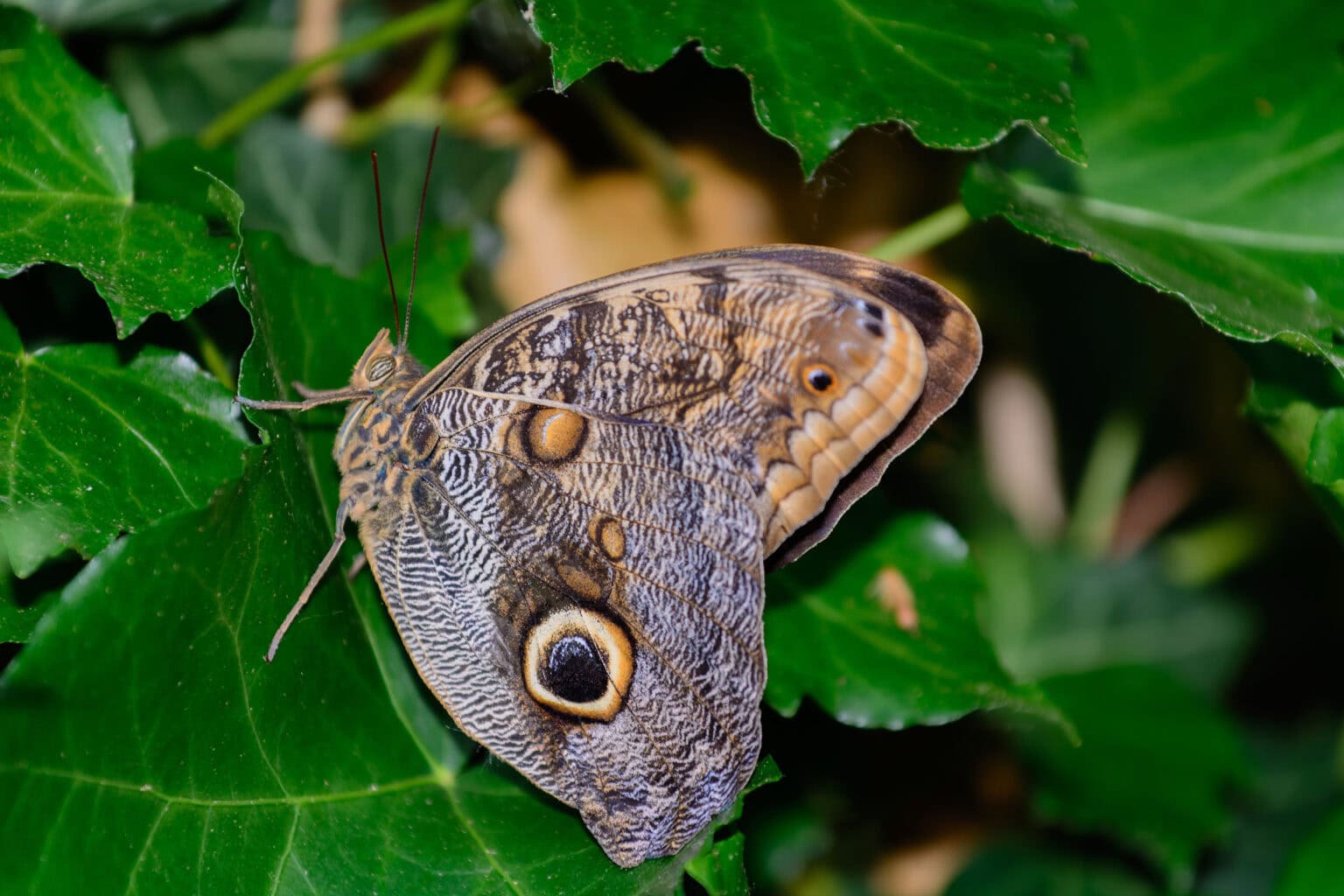 Gatunek Caligo_eurilochus - Motylarnia Władysławowo