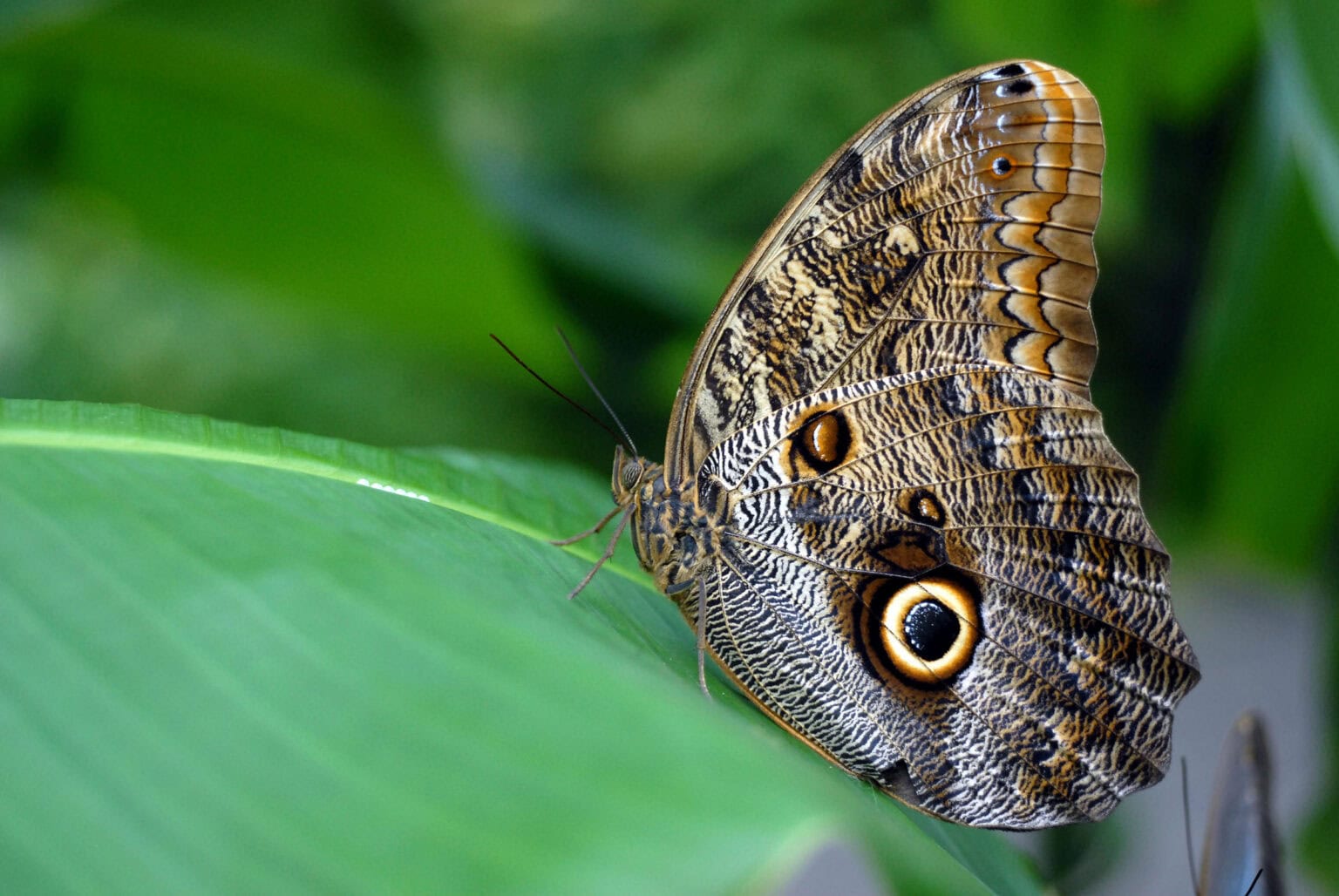 Gatunek Caligo_idomeneus - Motylarnia Władysławowo