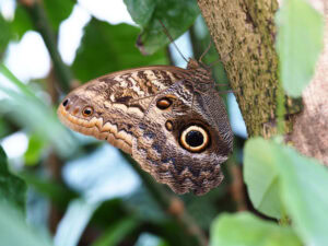 Gatunek Caligo_illioneus - Motylarnia Władysławowo