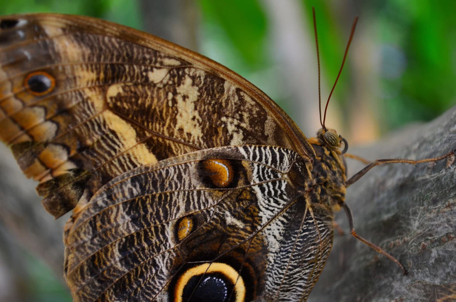 Gatunek Caligo_teucer - Motylarnia Władysławowo