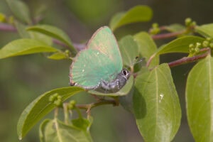 Gatunek Callophrys_rubi - Motylarnia Władysławowo