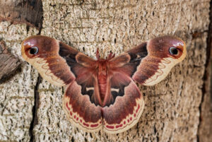 Gatunek Callosamia_promethea - Motylarnia Władysławowo