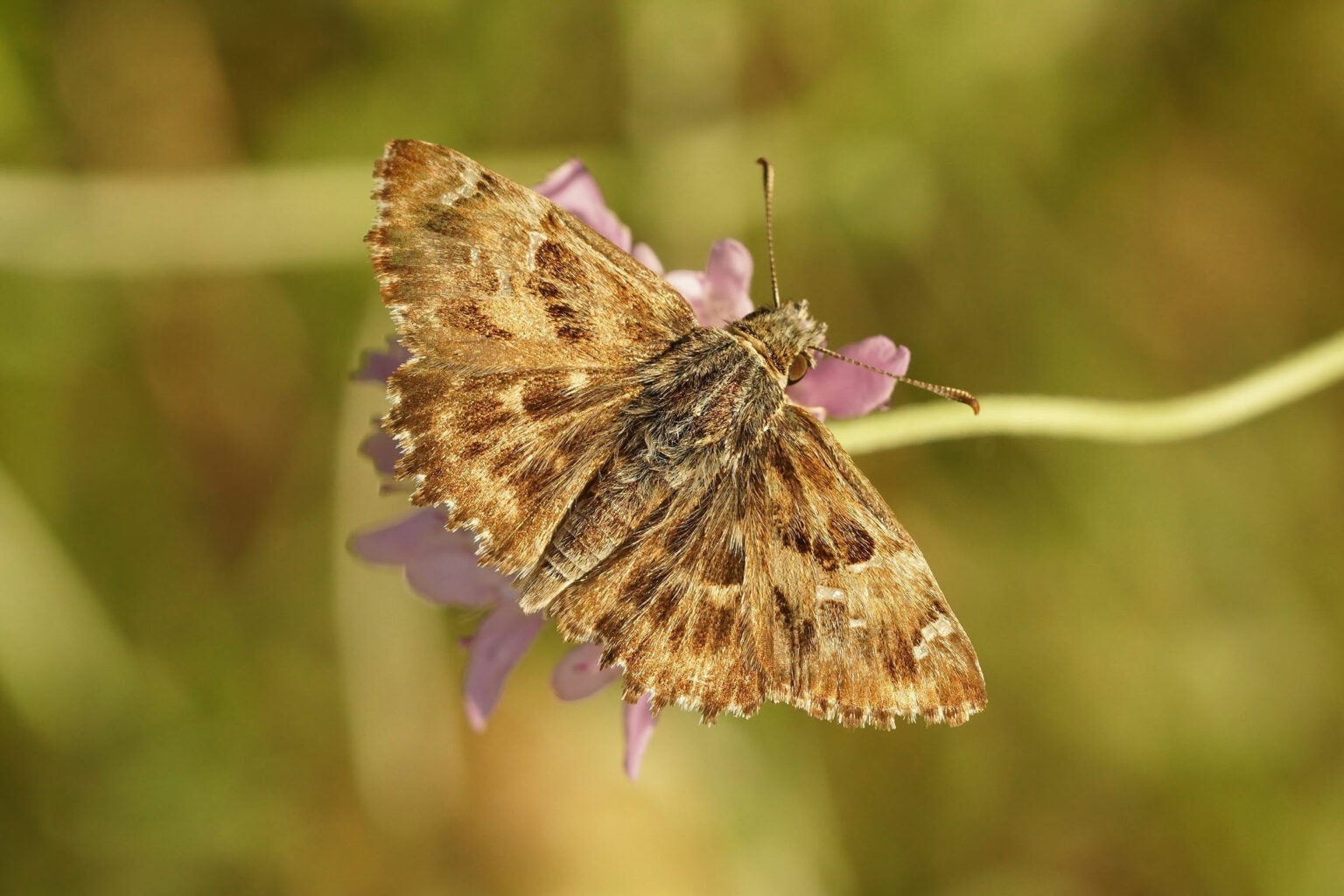 Gatunek Carcharodus_alceae - Motylarnia Władysławowo
