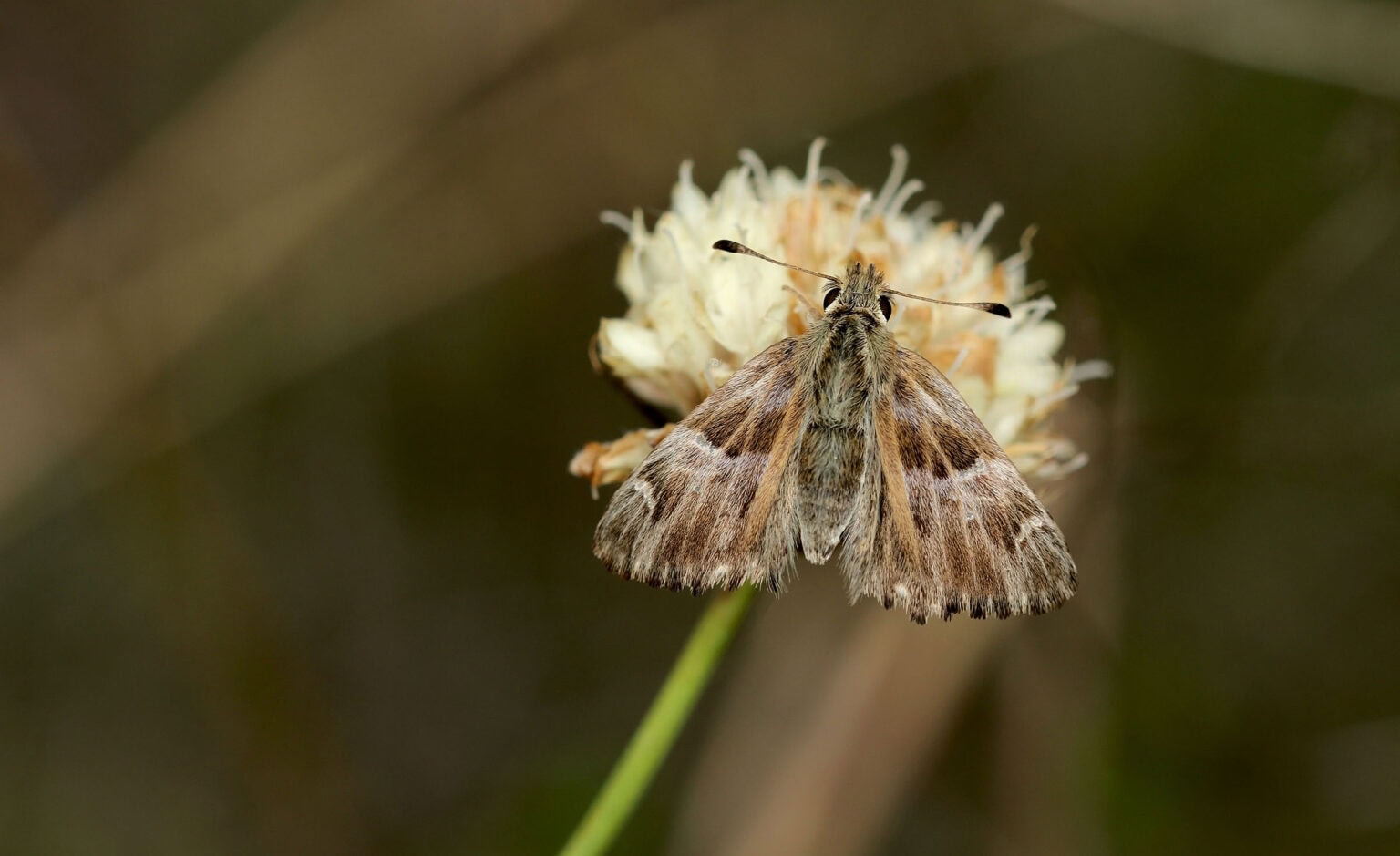 Gatunek Carcharodus_floccifera - Motylarnia Władysławowo