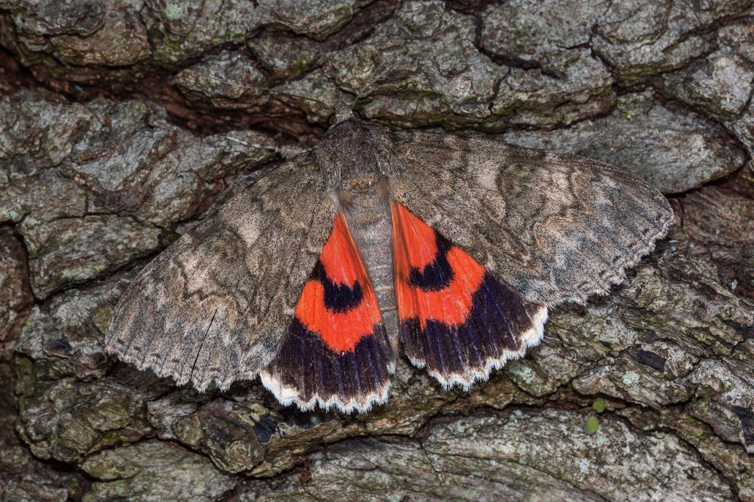 Gatunek Catocala_nupta - Motylarnia Władysławowo