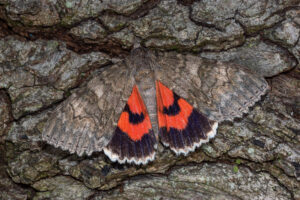 Gatunek Catocala_nupta - Motylarnia Władysławowo