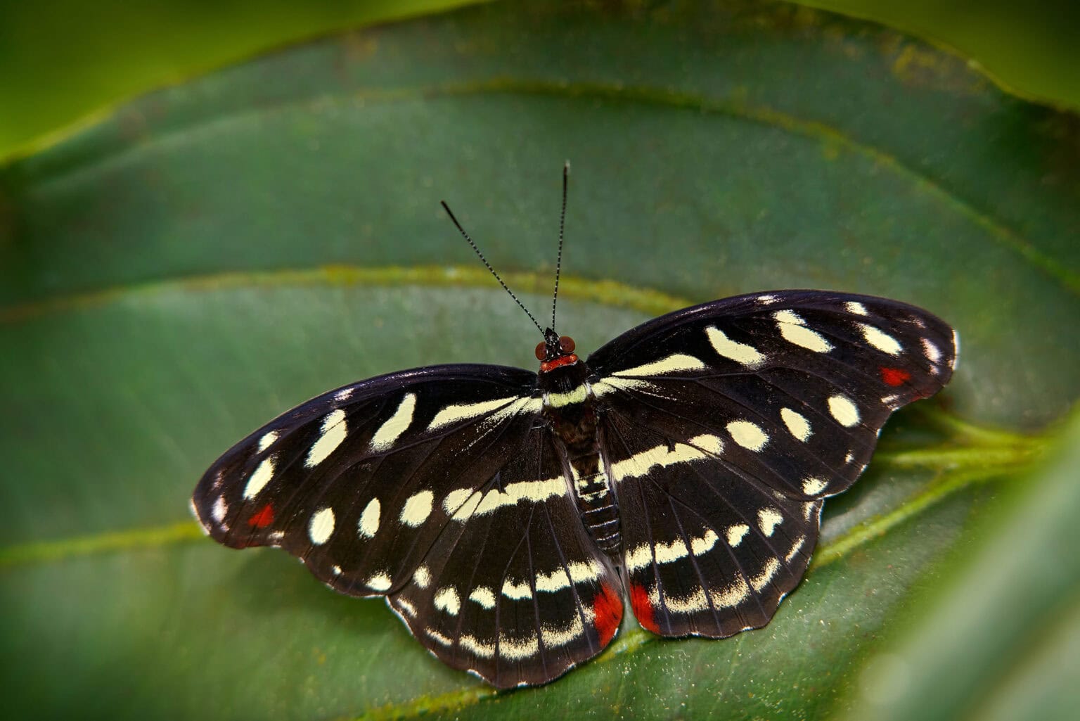 Gatunek Catonephele_mexicana - Motylarnia Władysławowo