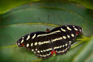 Gatunek Catonephele_mexicana - Motylarnia Władysławowo