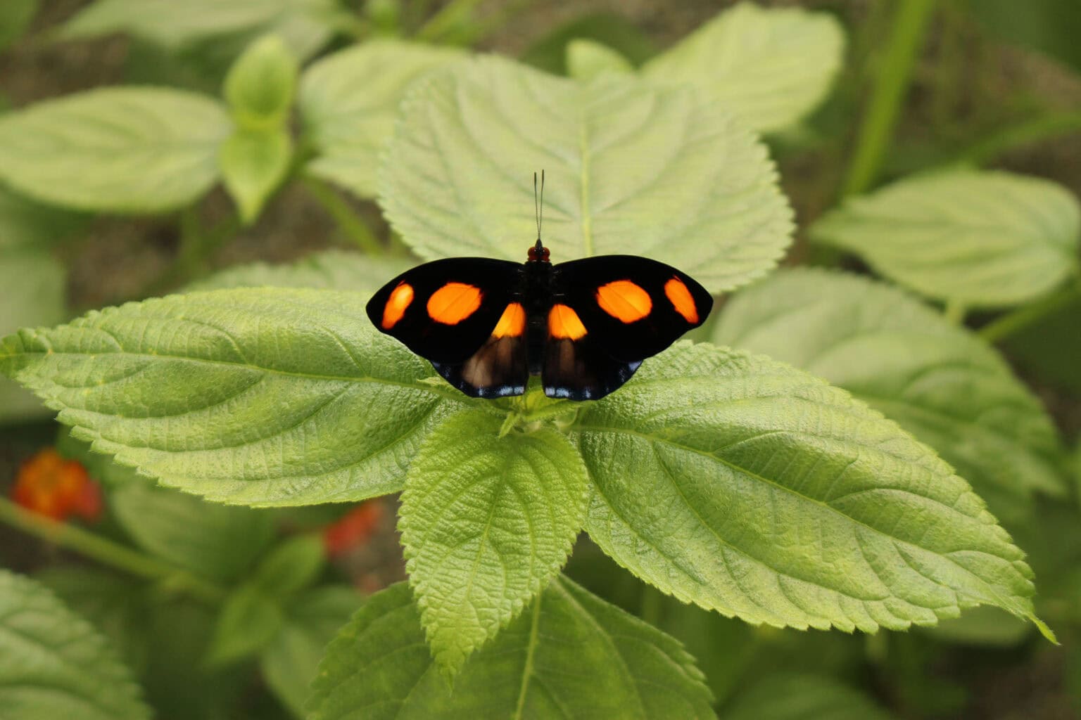 Gatunek Catonephele_numilia - Motylarnia Władysławowo