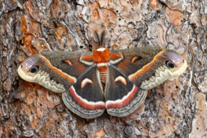 Gatunek Cecropia_moth - Motylarnia Władysławowo