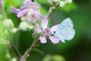 Gatunek Celastrina_argiolus - Motylarnia Władysławowo