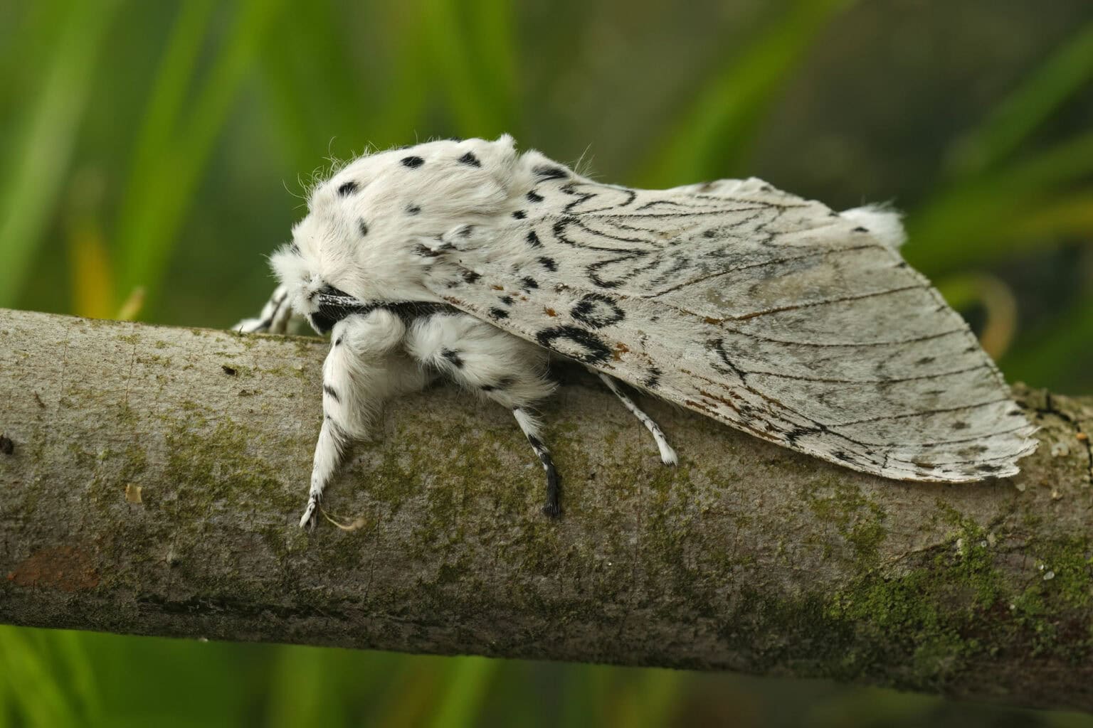 Gatunek Cerura_erminea - Motylarnia Władysławowo