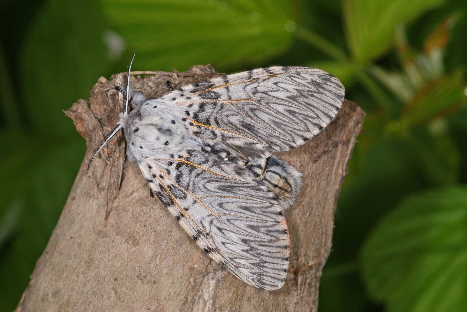 Gatunek Cerura_Vinula - Motylarnia Władysławowo
