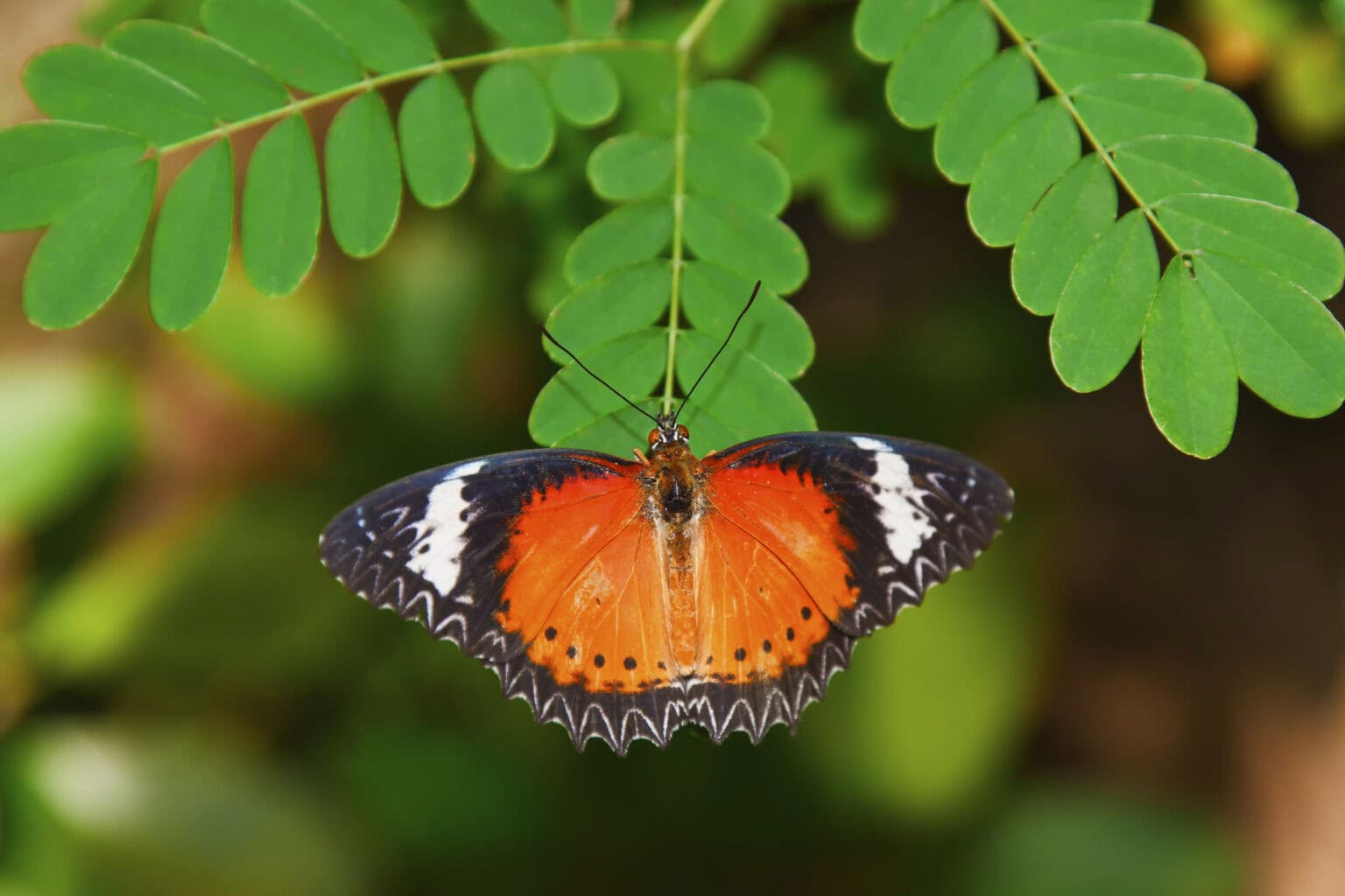 Gatunek Cethosia_biblis - Motylarnia Władysławowo
