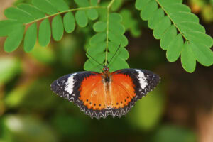 Gatunek Cethosia_biblis - Motylarnia Władysławowo
