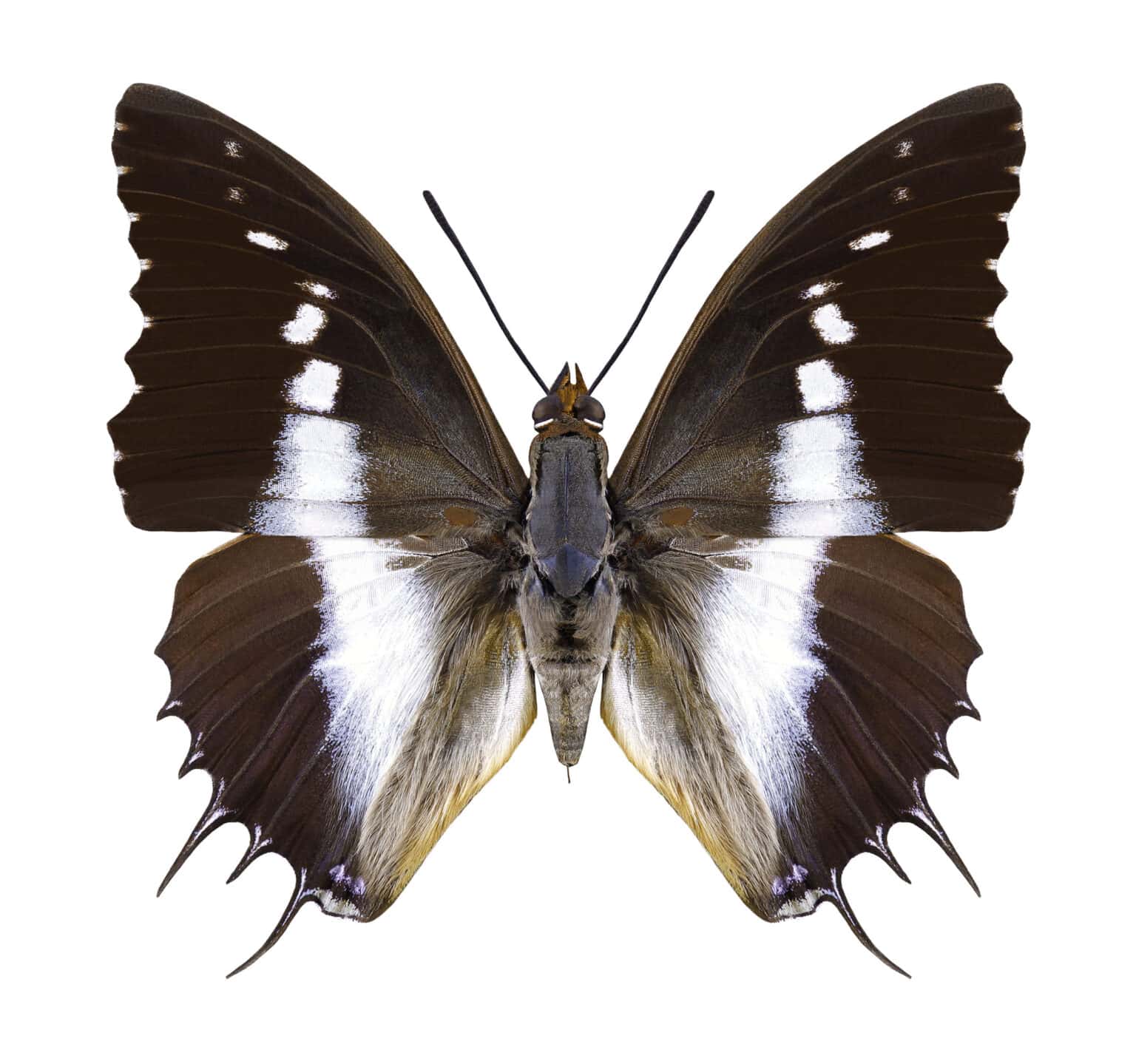 Gatunek Charaxes_brutus - Motylarnia Władysławowo
