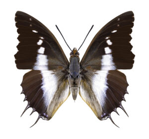 Gatunek Charaxes_brutus - Motylarnia Władysławowo