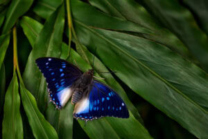 Gatunek Charaxes_cithaeron - Motylarnia Władysławowo