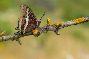 Gatunek Charaxes_jasius - Motylarnia Władysławowo