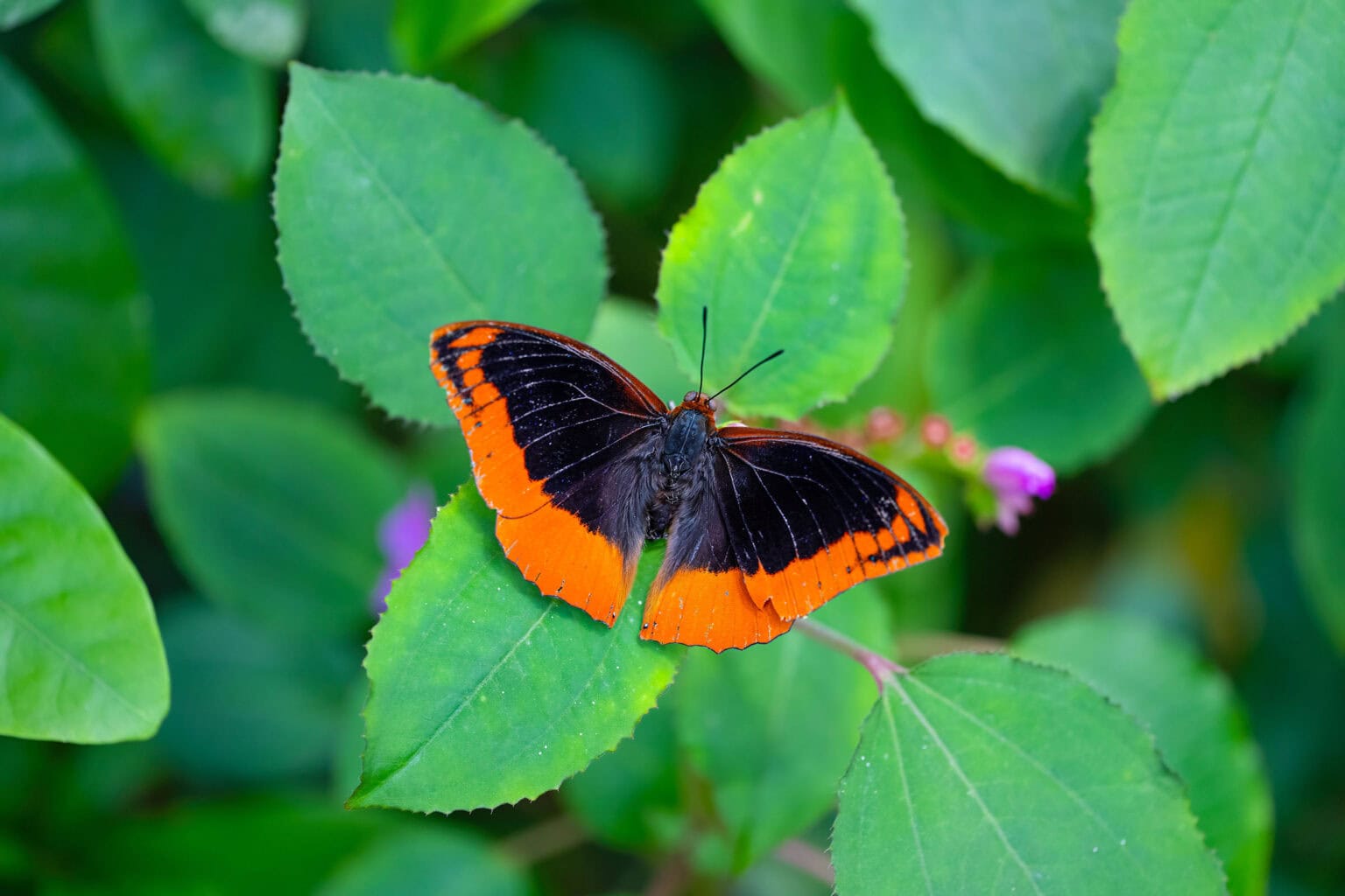 Gatunek Charaxes_protoclea - Motylarnia Władysławowo