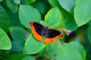 Gatunek Charaxes_protoclea - Motylarnia Władysławowo