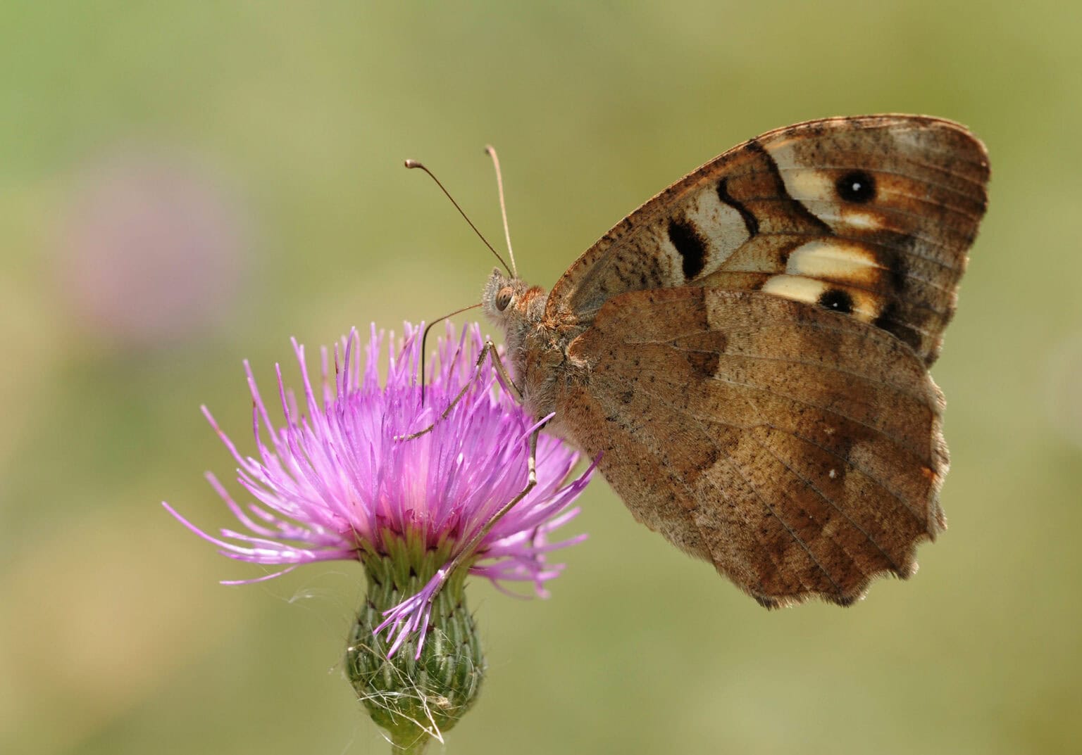 Gatunek Chazara_briseis - Motylarnia Władysławowo