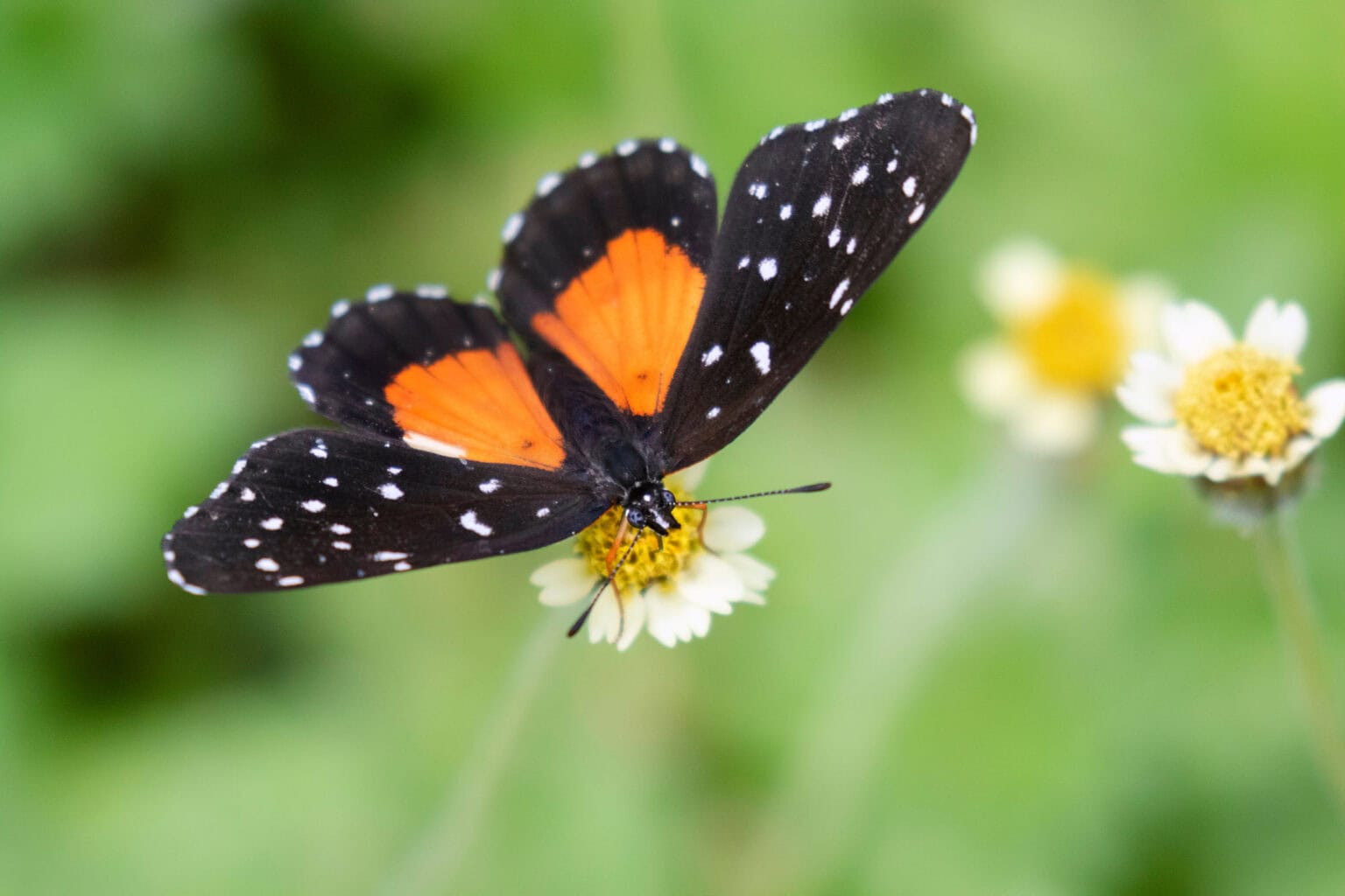 Gatunek Chlosyne_janais - Motylarnia Władysławowo