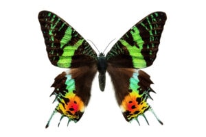 Gatunek Chrysiridia_rhipheus - Motylarnia Władysławowo