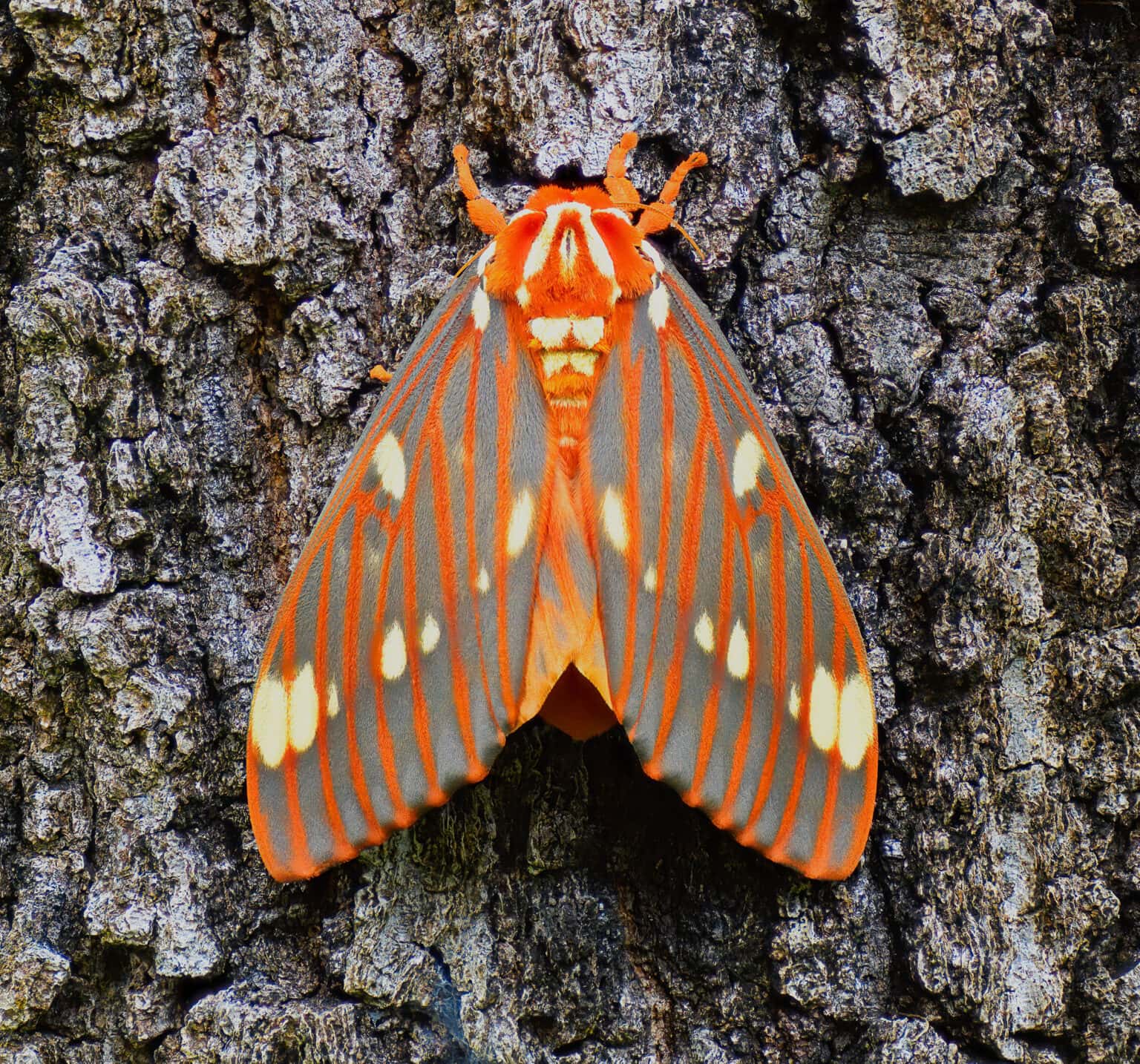 Gatunek Citheronia_regalis - Motylarnia Władysławowo