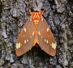 Gatunek Citheronia_regalis - Motylarnia Władysławowo