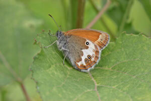 Gatunek Coenonympha_arcania - Motylarnia Władysławowo