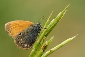Gatunek Coenonympha_glycerion - Motylarnia Władysławowo