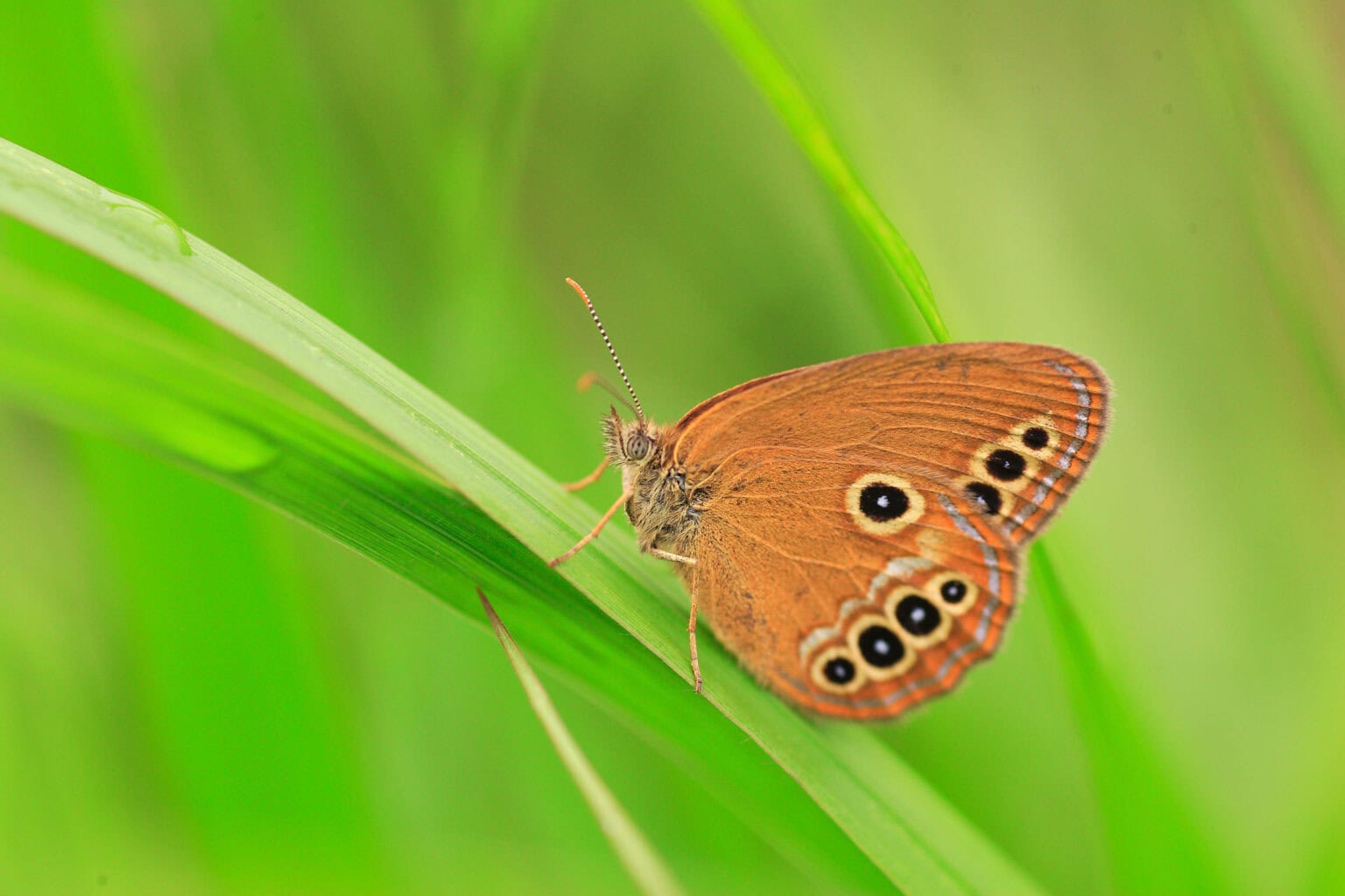 Gatunek Coenonympha_oedippus - Motylarnia Władysławowo