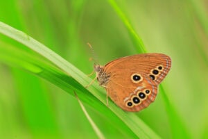 Gatunek Coenonympha_oedippus - Motylarnia Władysławowo