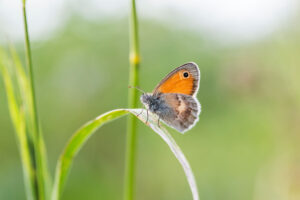 Gatunek Coenonympha_pamphilus - Motylarnia Władysławowo