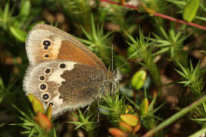 Gatunek Coenonympha_tullia - Motylarnia Władysławowo