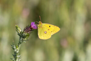 Gatunek Colias_alfacariensis - Motylarnia Władysławowo