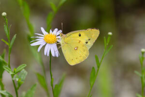 Gatunek Colias_erate - Motylarnia Władysławowo