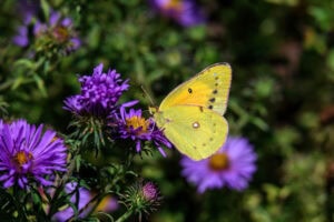 Gatunek Colias_eurytheme - Motylarnia Władysławowo
