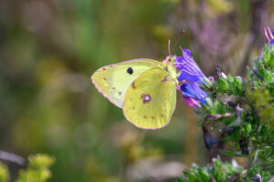 Gatunek Colias_hyale - Motylarnia Władysławowo