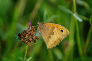 Gatunek Colias_myrmidone - Motylarnia Władysławowo