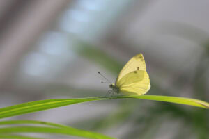 Gatunek Colias_palaeno - Motylarnia Władysławowo