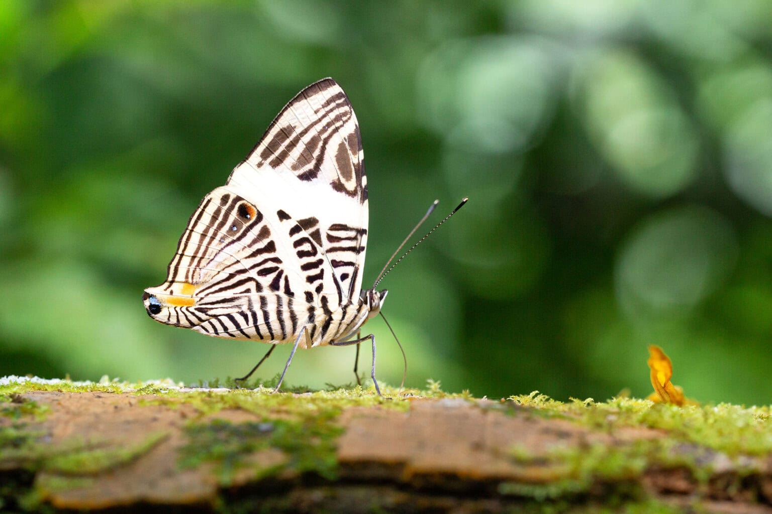 Gatunek Colobura_dirce - Motylarnia Władysławowo