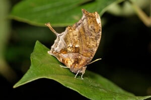 Gatunek Consul_fabius - Motylarnia Władysławowo