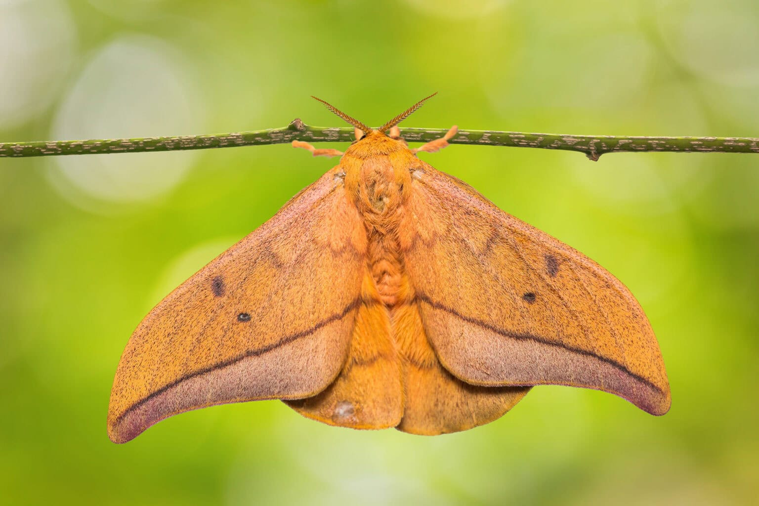 Gatunek Cricula_trifenestrata - Motylarnia Władysławowo