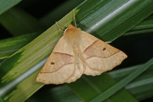 Gatunek Crocallis_elinguaria - Motylarnia Władysławowo