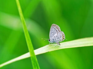 Gatunek Cupido_argiades - Motylarnia Władysławowo