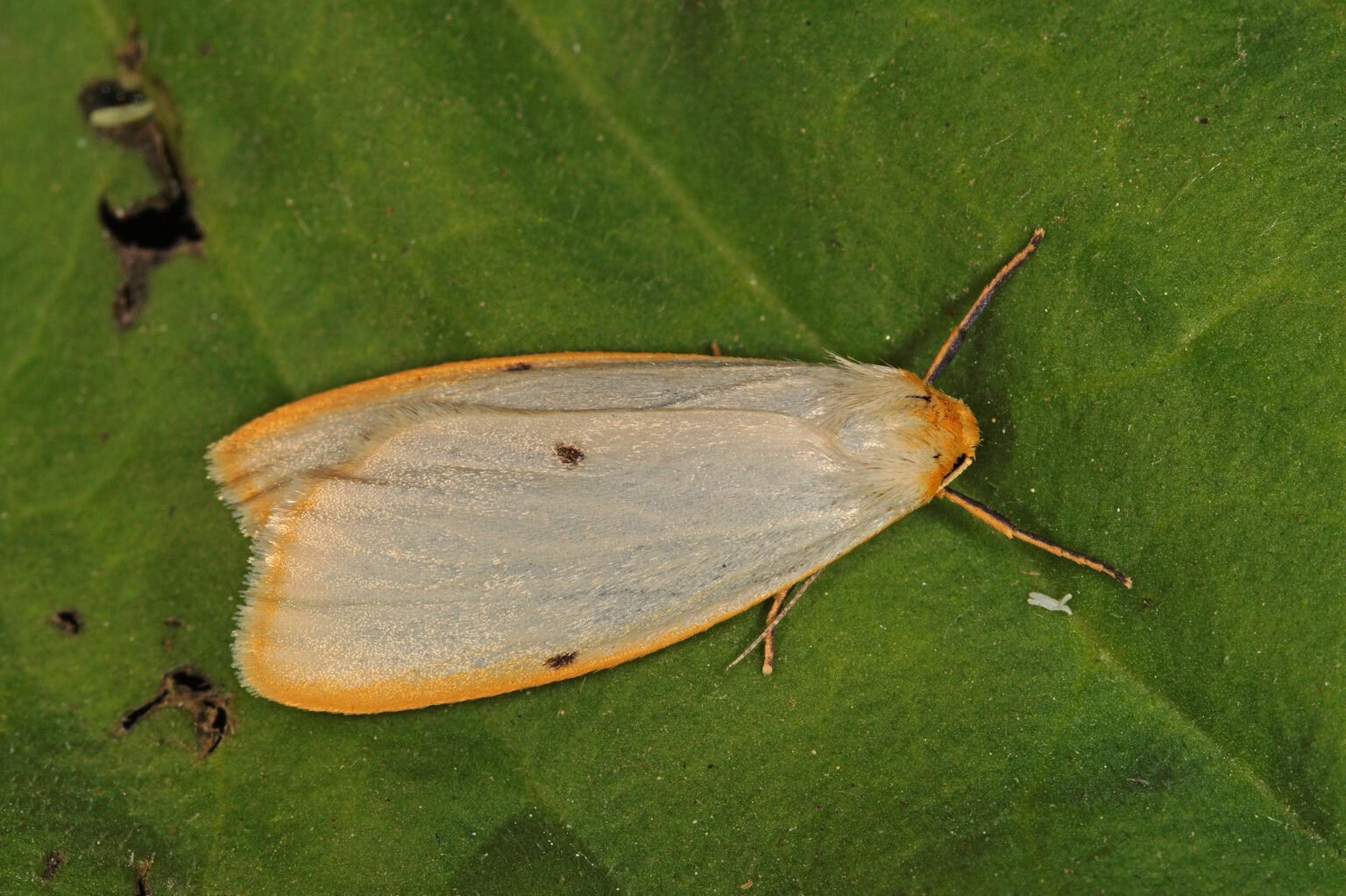 Gatunek Cybosia_mesomella - Motylarnia Władysławowo